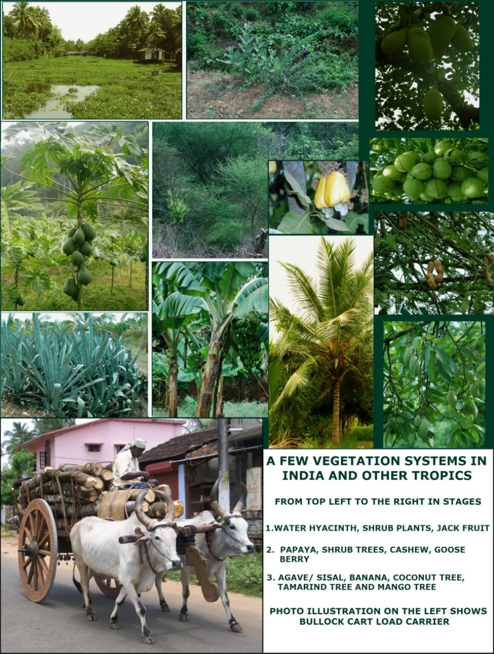 Various Plants and Vegetation systems useful for Conversions in Village areas
